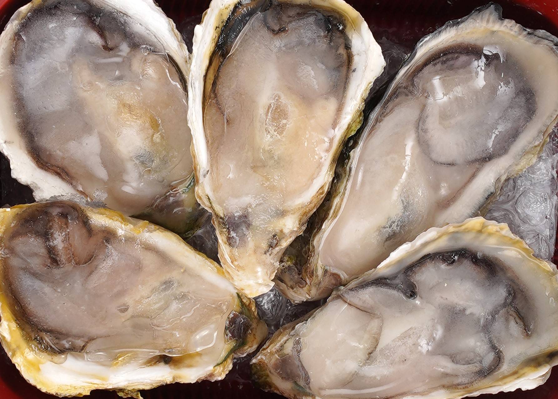 PK Frozen Half Shell Oyster 5pcs
